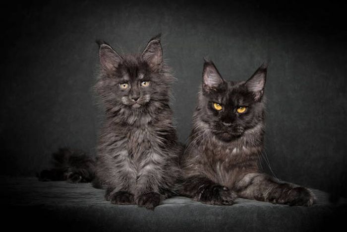 maine coon cat