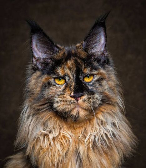 maine coon cat