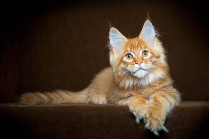 maine coon cat