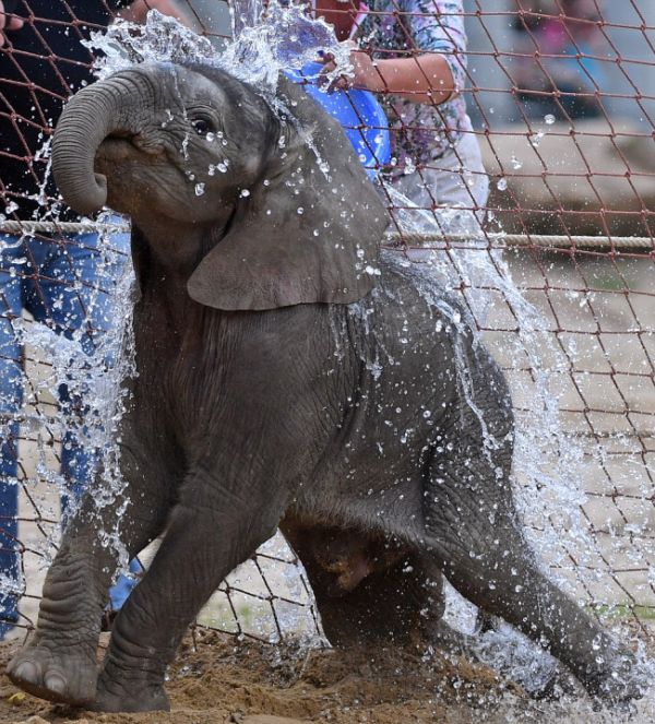 baby elephant fighting a summer heat