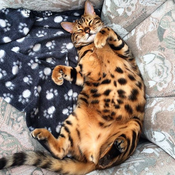 bengal cat