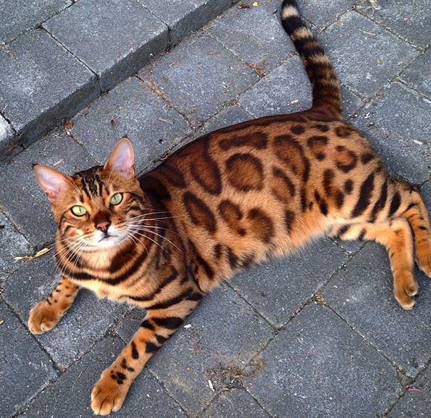 bengal cat