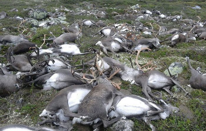 reindeer killed by lightning strike