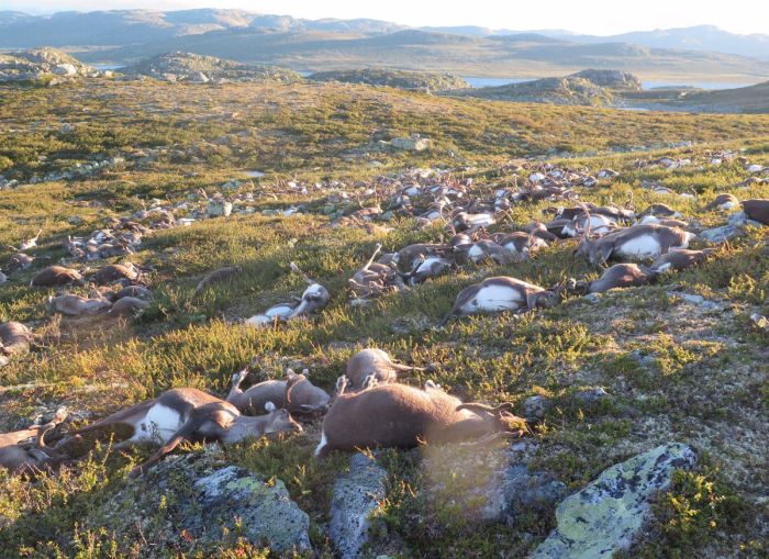 reindeer killed by lightning strike