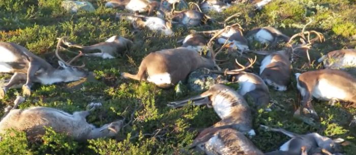 reindeer killed by lightning strike