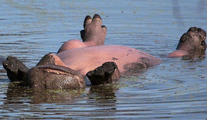 hippopotamus relaxing in the water