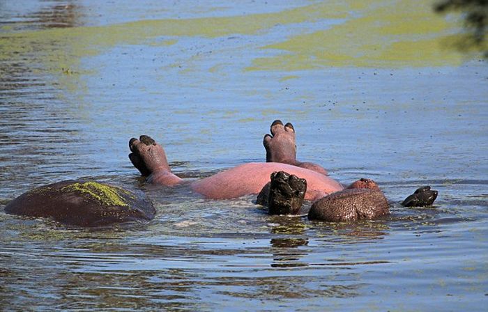 hippopotamus relaxing in the water