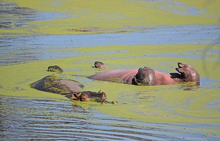 hippopotamus relaxing in the water