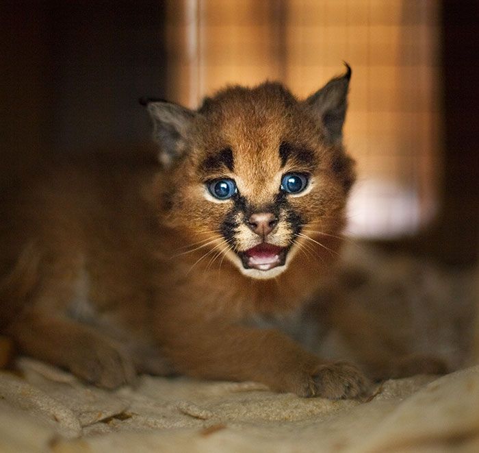 young baby caracal kittens