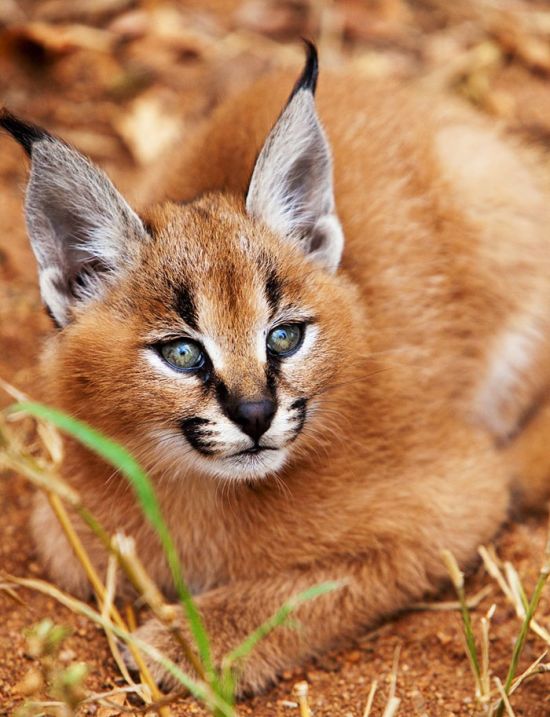 young baby caracal kittens