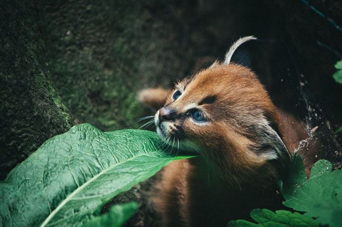 young baby caracal kittens