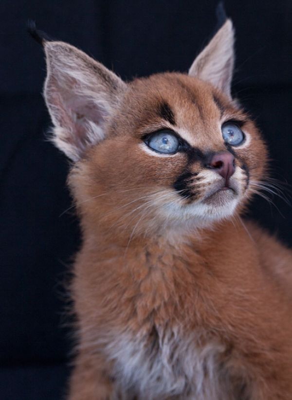 young baby caracal kittens