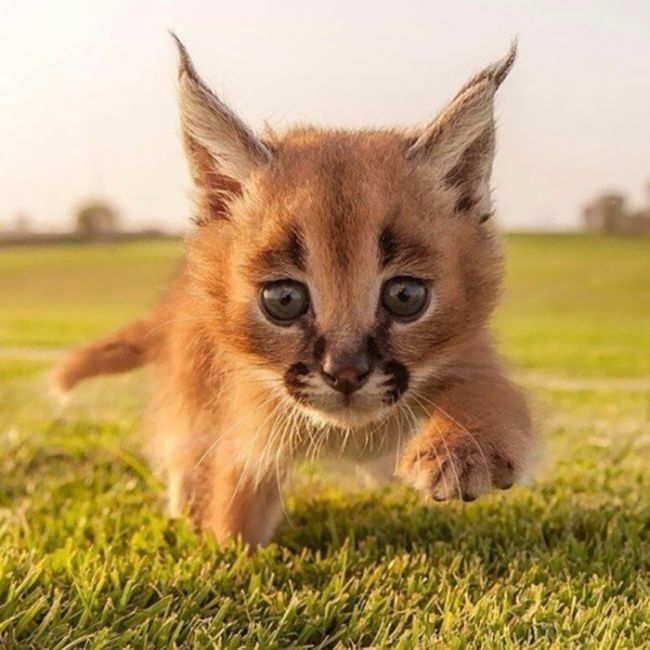 young baby caracal kittens