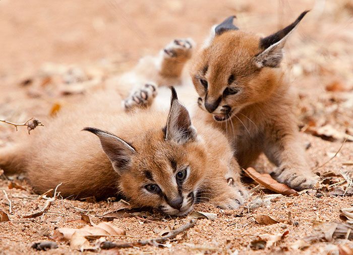 young baby caracal kittens