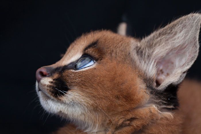 young baby caracal kittens