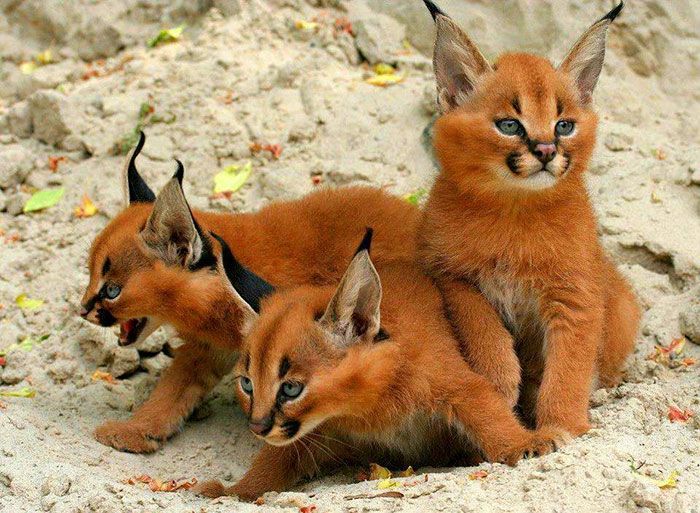 young baby caracal kittens