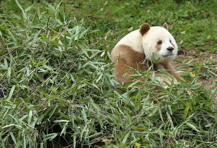 Brown panda, Qingling Mountains, Shaanxi Province, China
