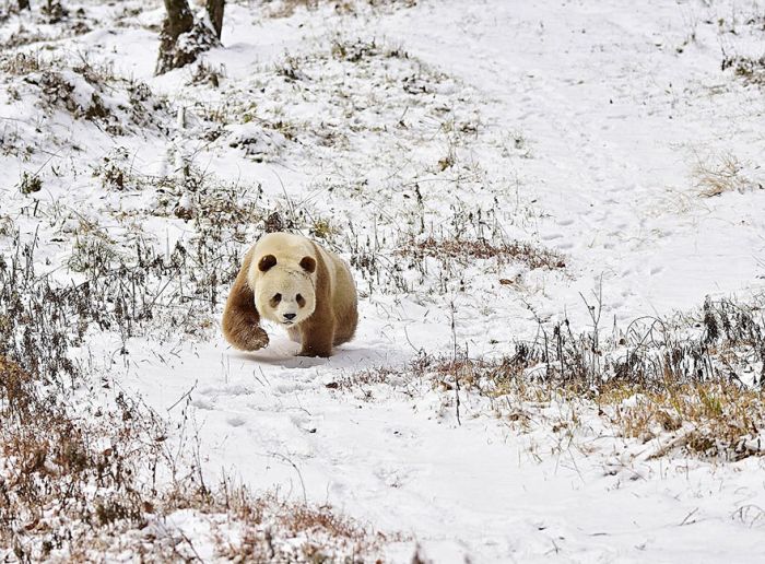 Brown panda, Qingling Mountains, Shaanxi Province, China