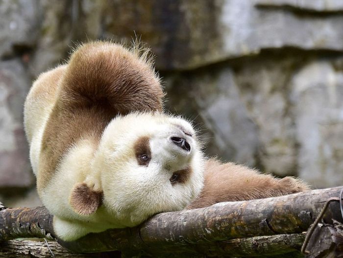 Brown panda, Qingling Mountains, Shaanxi Province, China