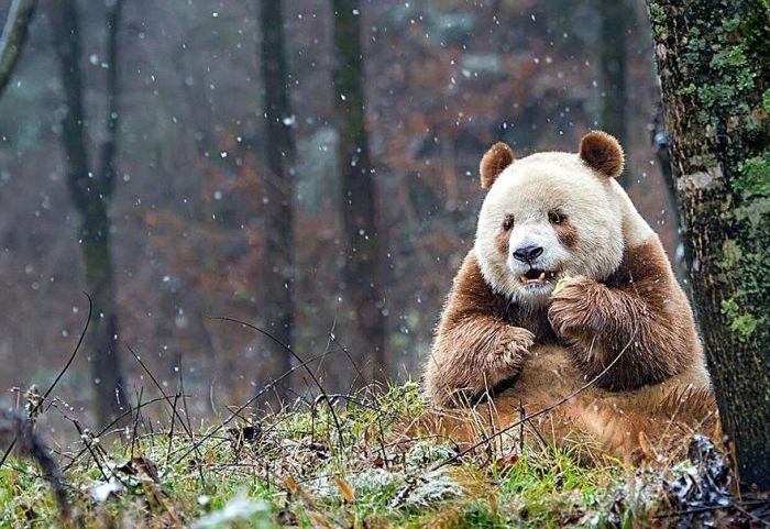 Brown panda, Qingling Mountains, Shaanxi Province, China