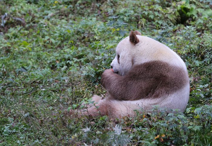 Brown panda, Qingling Mountains, Shaanxi Province, China