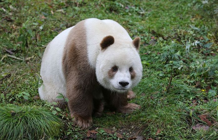 Brown panda, Qingling Mountains, Shaanxi Province, China