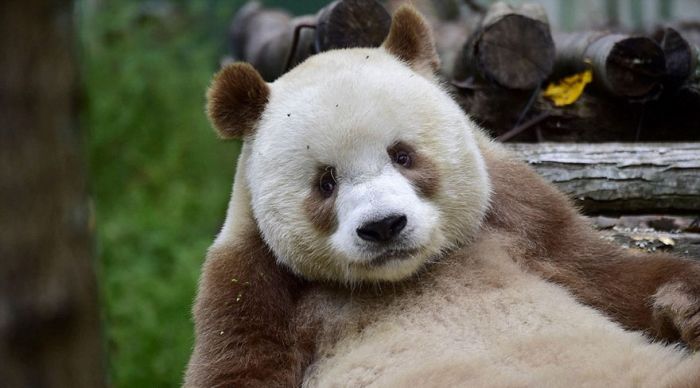 Brown panda, Qingling Mountains, Shaanxi Province, China