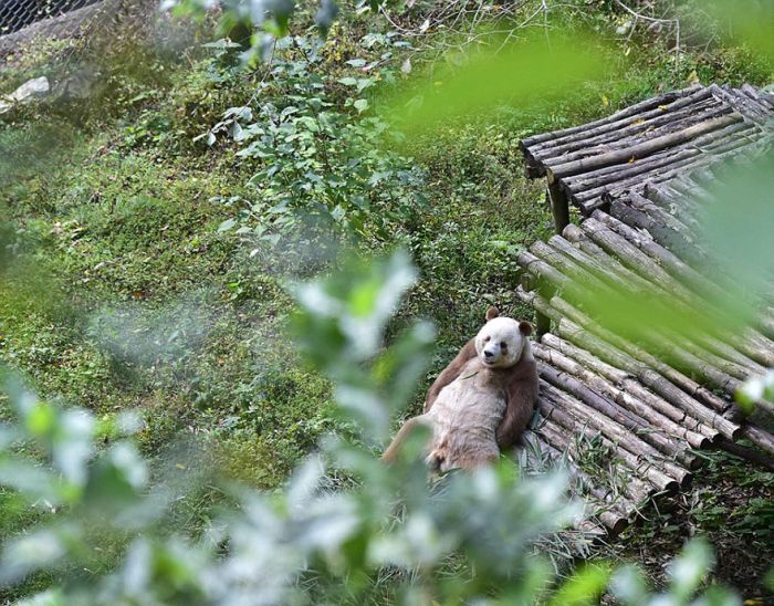 Brown panda, Qingling Mountains, Shaanxi Province, China