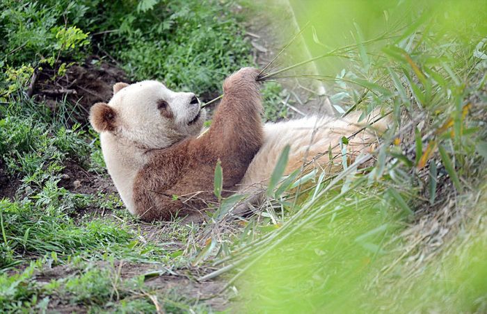 Brown panda, Qingling Mountains, Shaanxi Province, China