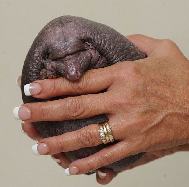 hedgehog without needles