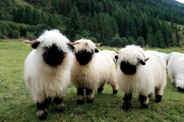 Valais Blacknose sheep