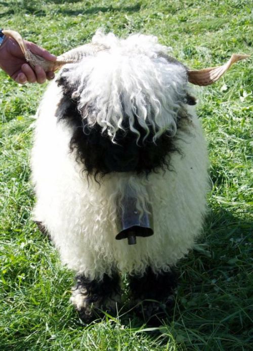 Valais Blacknose sheep