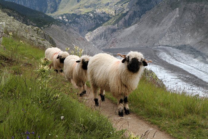 Valais Blacknose sheep