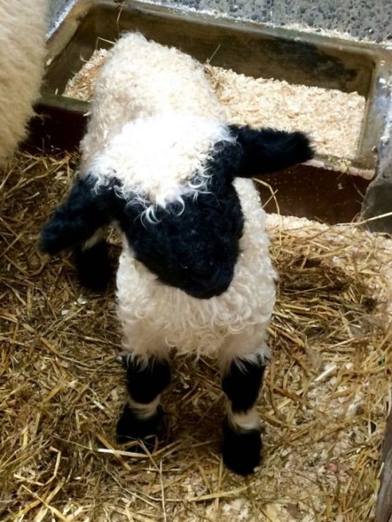 Valais Blacknose sheep