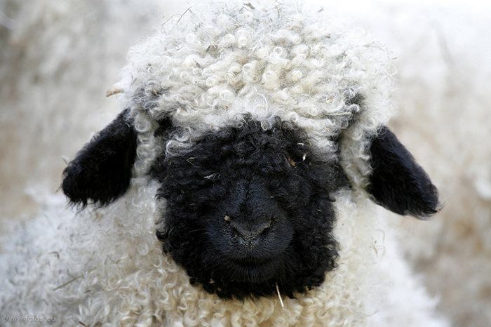 Valais Blacknose sheep