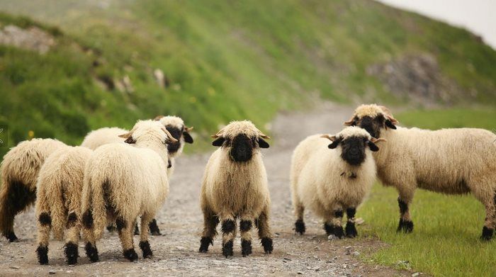 Valais Blacknose sheep