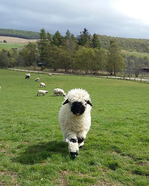 Valais Blacknose sheep