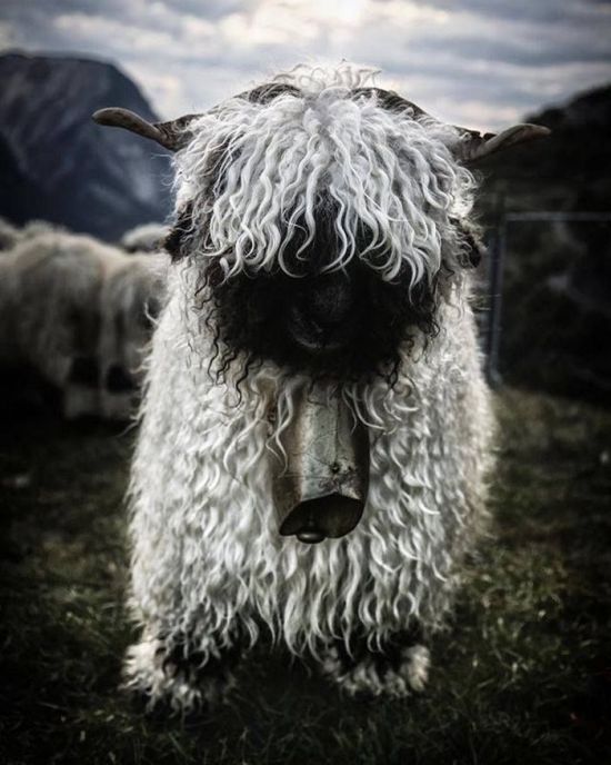 Valais Blacknose sheep