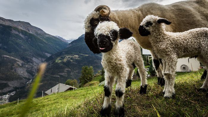 Valais Blacknose sheep