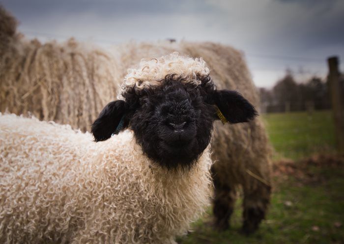 Valais Blacknose sheep