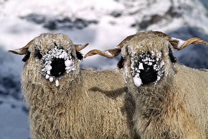 Valais Blacknose sheep
