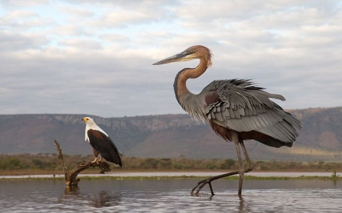 eagle against a heron