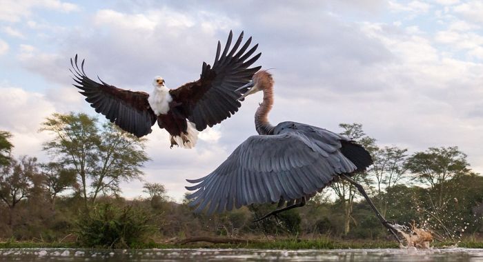 eagle against a heron