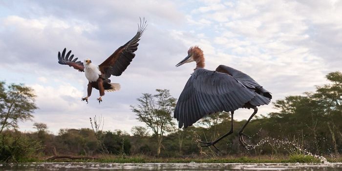 eagle against a heron