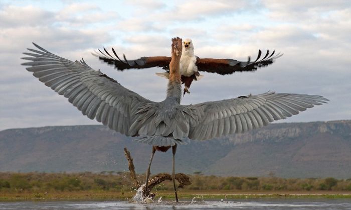 eagle against a heron