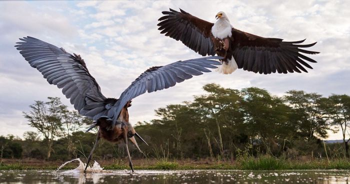 eagle against a heron