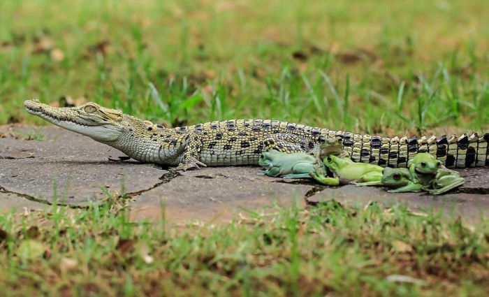 frog and crocodile friends