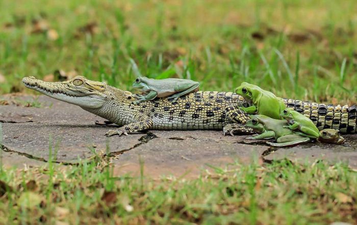 frog and crocodile friends