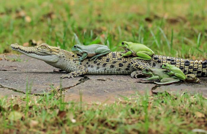 frog and crocodile friends