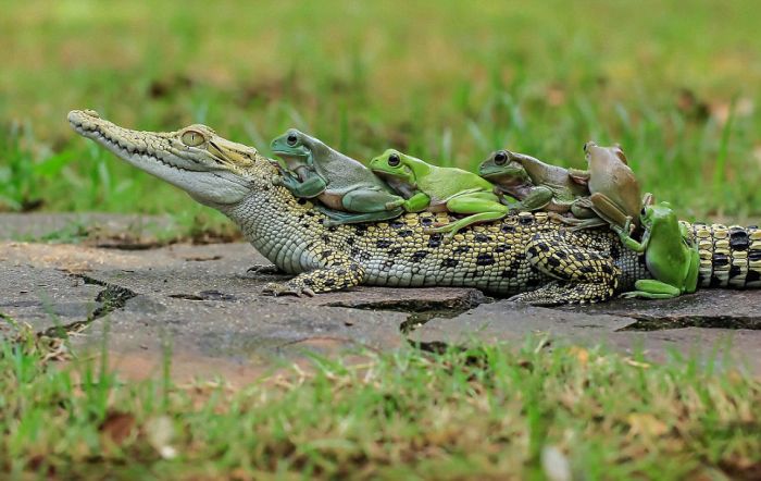 frog and crocodile friends